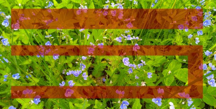Garnet Web Filter в Реестре российского ПО