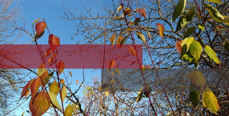 Мобилизовались: злоумышленники стали распространять вредоносное ПО под видом повесток