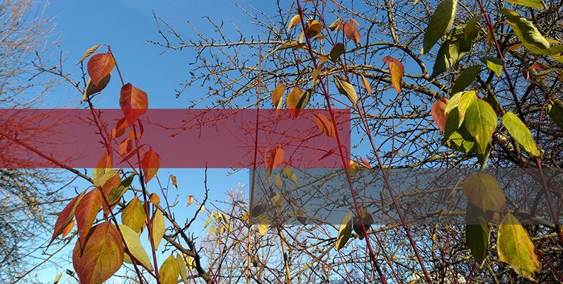 Продукты Dr.Web с поддержкой ppc64le и улучшенной совместимостью с «Эльбрусом» теперь доступны пользователям Dr.Web Enterprise Security Suite
